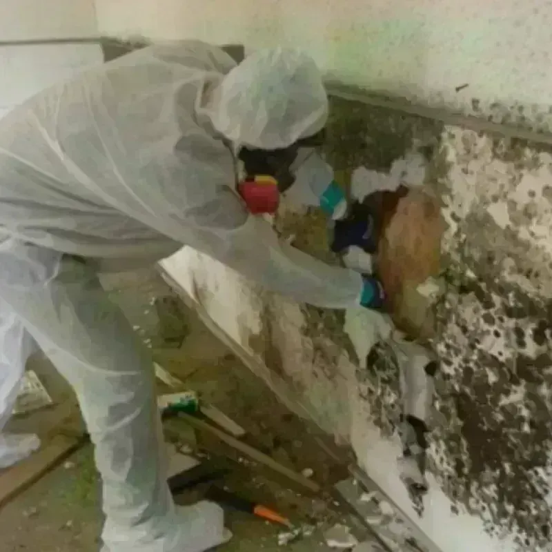 Mold Remediation and Removal in Ledyard, CT